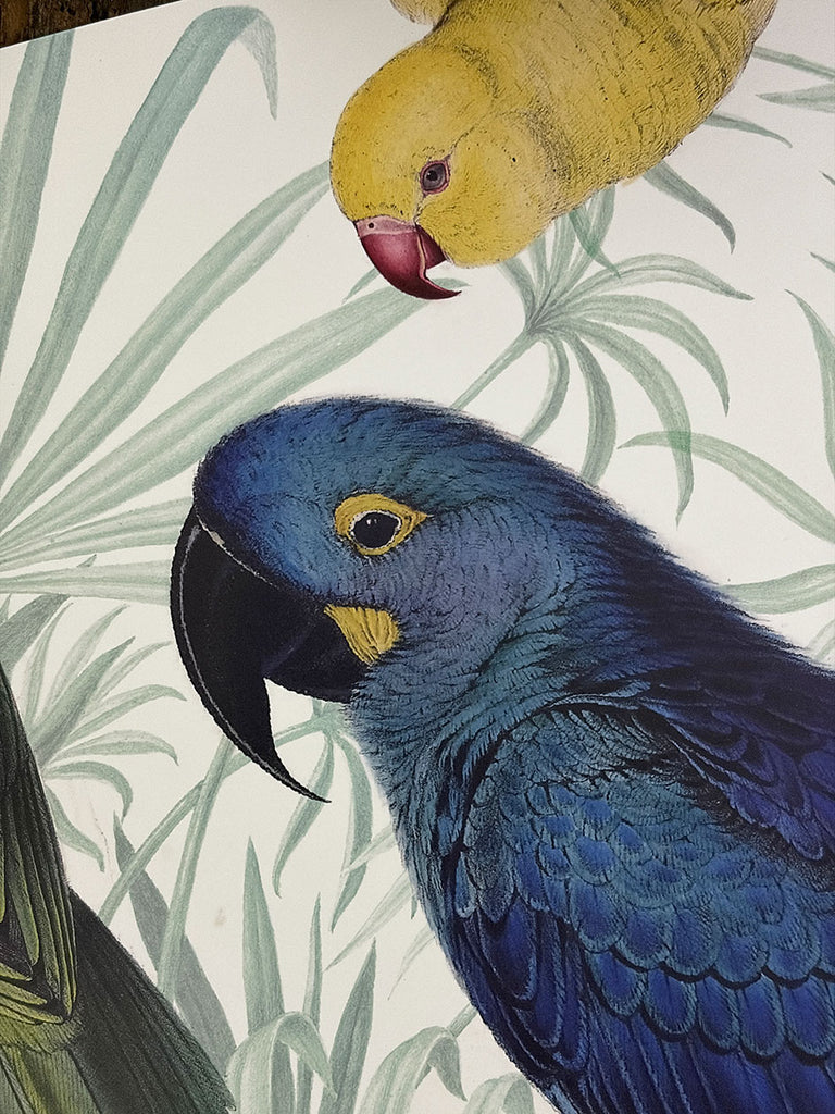 White Placemat · Parrots